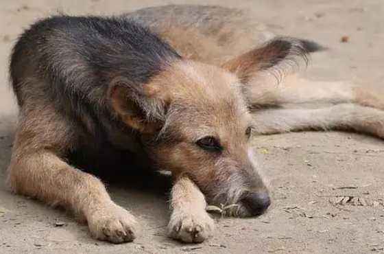 怕自己得狂犬病,但好像没感染狂犬病的可能,我家的狗狗到现在还好好...