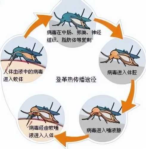 广东为什么突发疫情