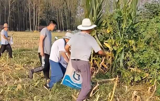 河北廊坊村民哄抢花生,并且说警察不敢怎么着我,警察究竟能不能管他们...